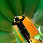 Bouncy assault course